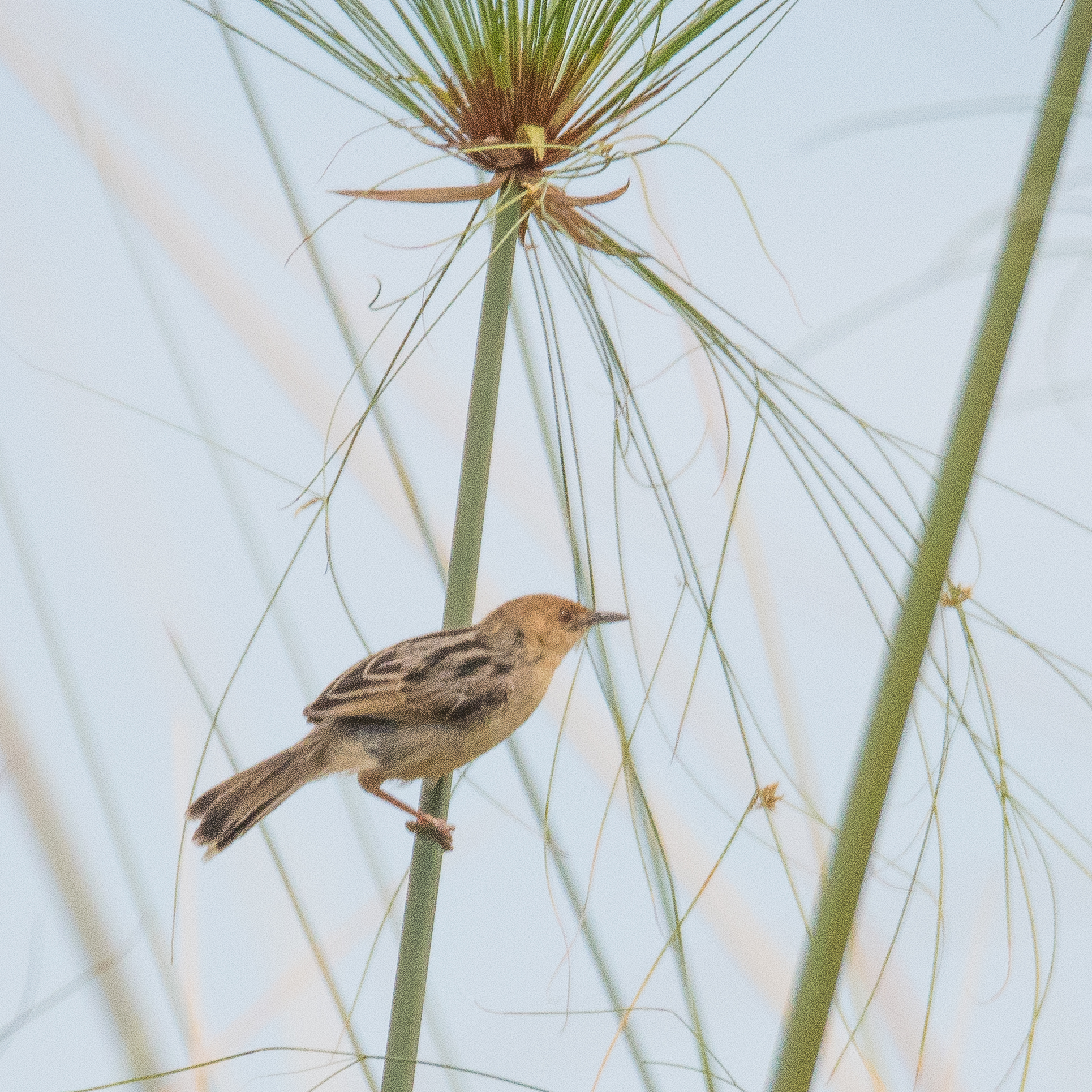 Cisticole grinçante (Rattling cisticola, Cisticola chiniana), adulte perché sur une tige de papyrus, Magweggana spillway, Delta de l'Okavango, Botswana.